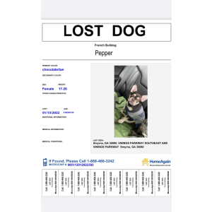 Lost Dog Pepper