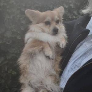 Lost Dog TEDDYBEAR