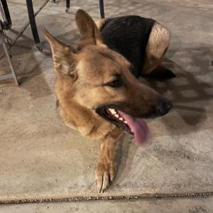 Found Dog Unknown