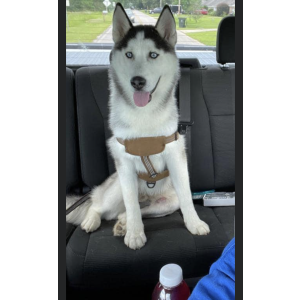 Lost Dog Zorro