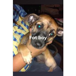 Image of Fat boy, Lost Dog
