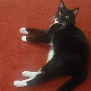 Lost Cat Onyx