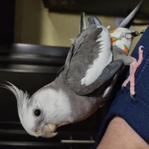 Lost Bird Falco