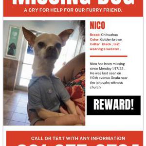Lost Dog Nico