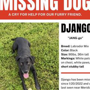 Lost Dog Django