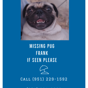 Lost Dog Frank