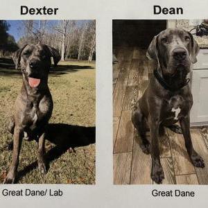 Lost Dog Dexter/Dean