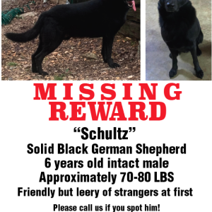 Lost Dog Schultz