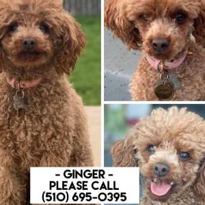 Lost Dog Ginger