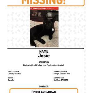 Lost Cat Josie
