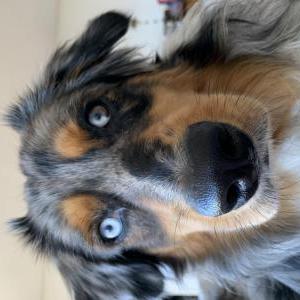 craigslist slo lost pets