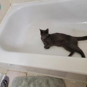 Image of Charlee, Lost Cat