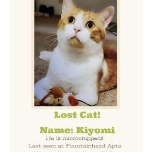 Lost Cat Kiyomi