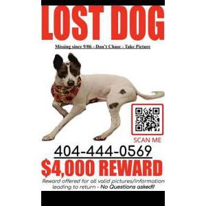 Lost Dog Marley
