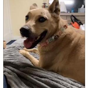 Lost Dog Elizabeth