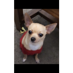 Lost Dog Daisy