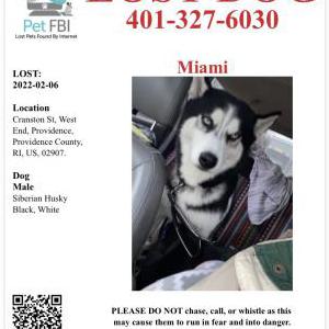 Lost Dog Miami