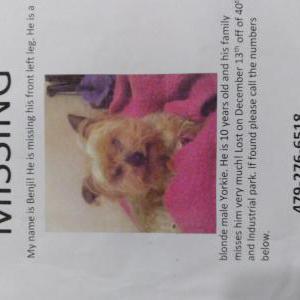 Lost Dog Benji