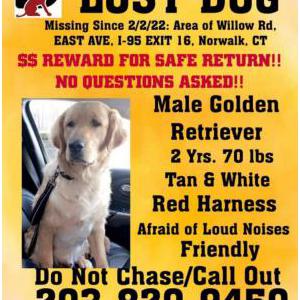 Lost Dog Beau
