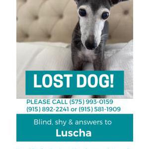 Lost Dog Luscha