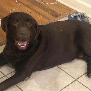 Lost Dog Bentley