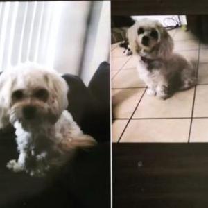 Lost Dog Chucho