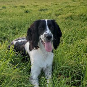 2nd Image of Finn, Lost Dog