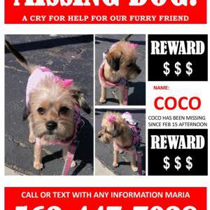 Lost Dog Coco