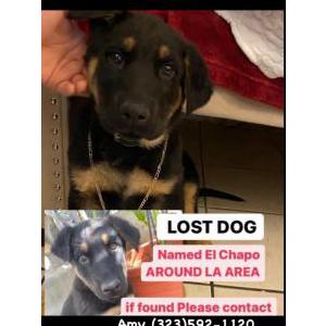 Lost Dog Chapo