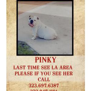 Lost Dog Pinky