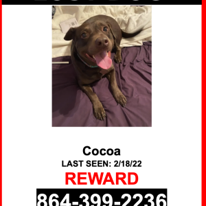 Lost Dog Cocoa