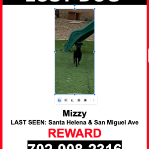 Lost Dog Mizzy