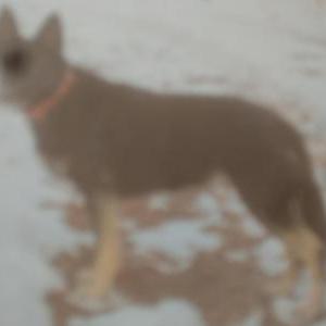 Lost Dog Jayla