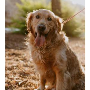 2nd Image of Beesly, Lost Dog