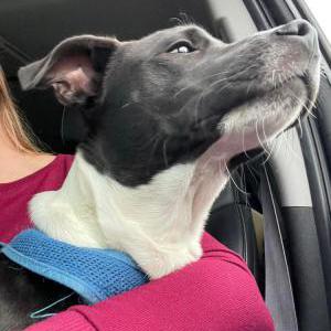 Found Dog unknown