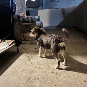 Found Dog Unknown