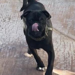 Lost Dog Frida