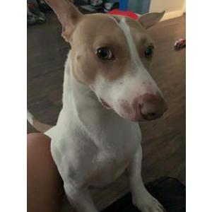 Lost Dog Douby