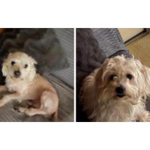 Lost Dog Sage and guero
