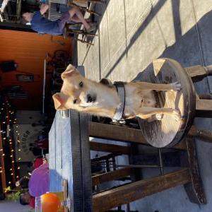 Lost Dog Prince