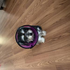 Lost Dog Nugget