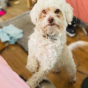 Lost Dog Chewy