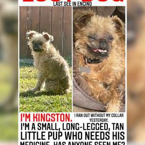 Lost Dog Kingston