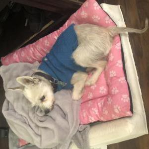 Found Dog Unknown
