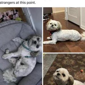 Lost Dog Charlie