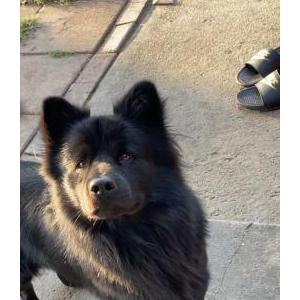 Lost Dog Bear