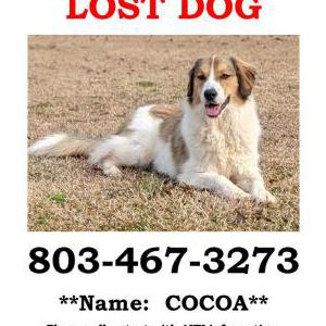 Lost Dog Cocoa