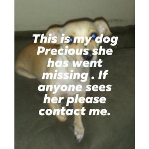 Lost Dog Precious