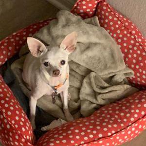 Lost Dog Muñeca