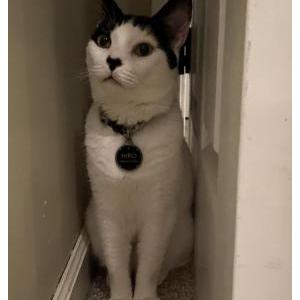 Lost Cat Hiro